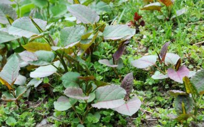 Buying or selling a property affected by Japanese knotweed?
