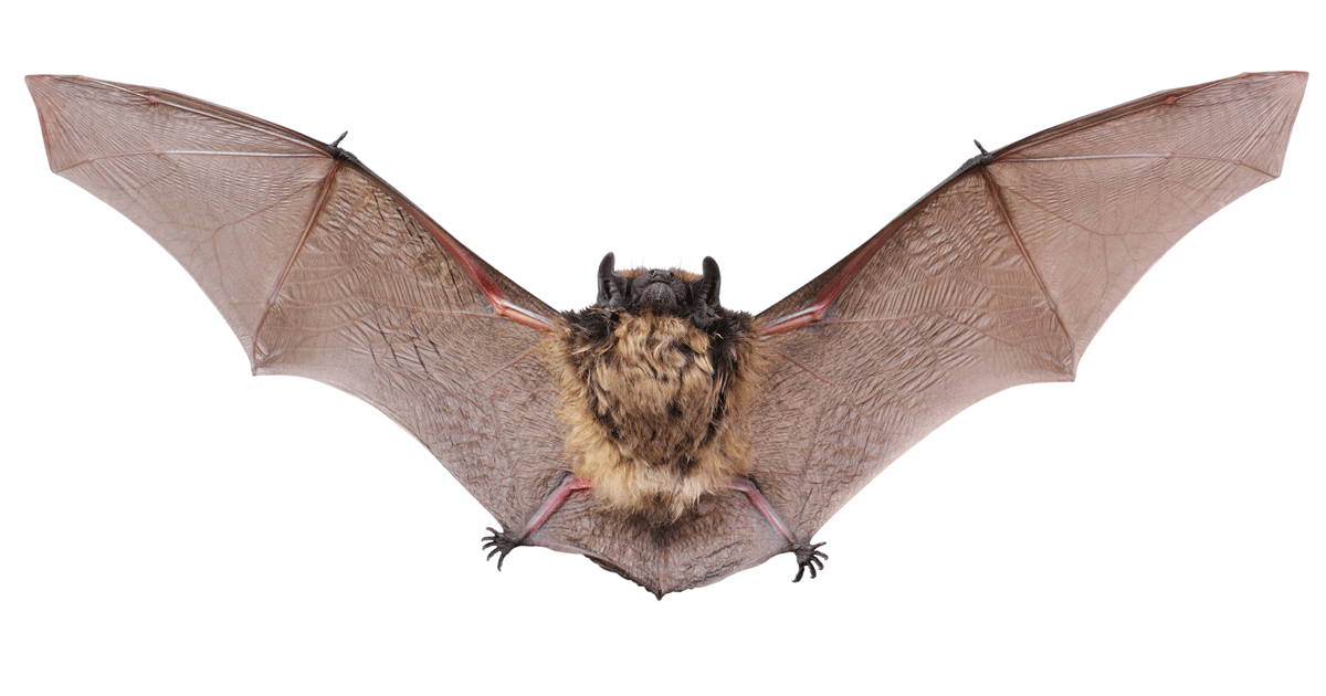 A guide to dealing with bats in the attic - OnTheMarket.com