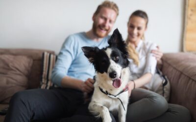 Renting with pets: How to make it work