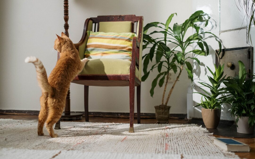 Renting with pets: How to secure a rental property for you and your pet