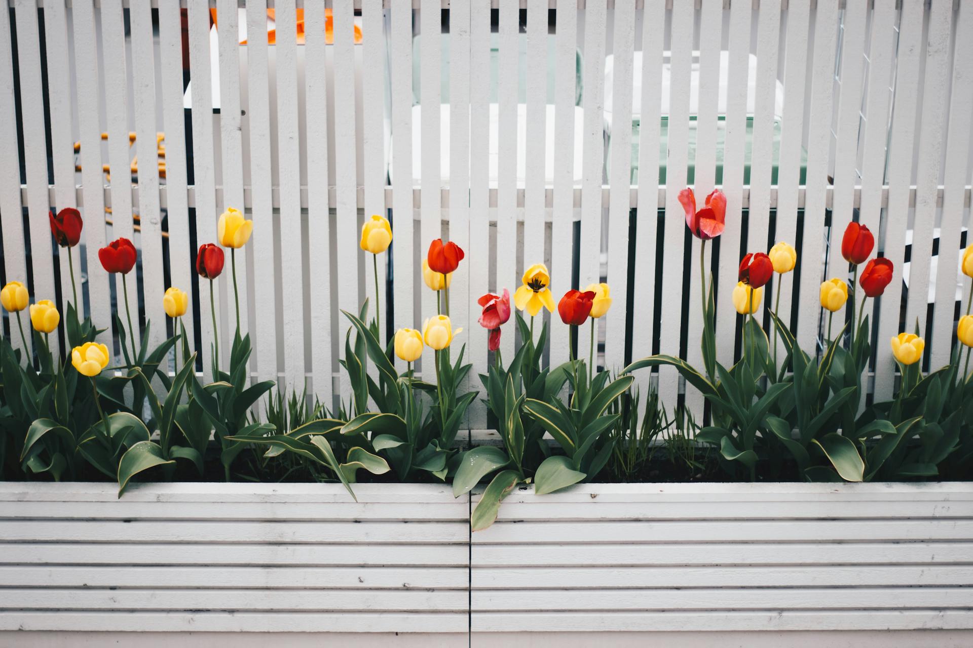 A white garden fence with a tulip flower bed along the border.