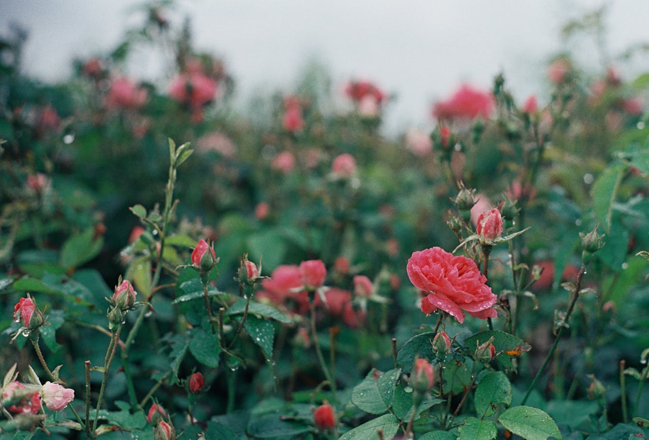 Pink roses in a garden.