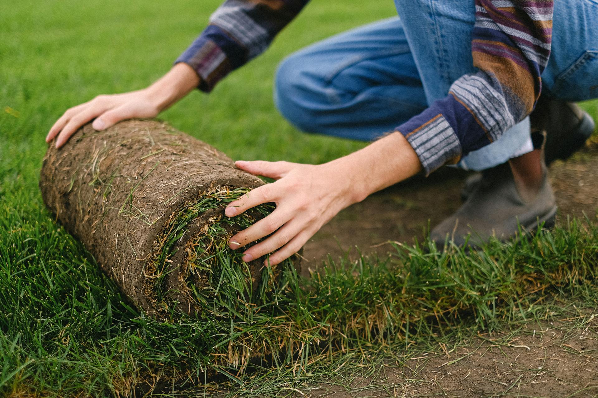 A man laying down a new lawn in his garden.