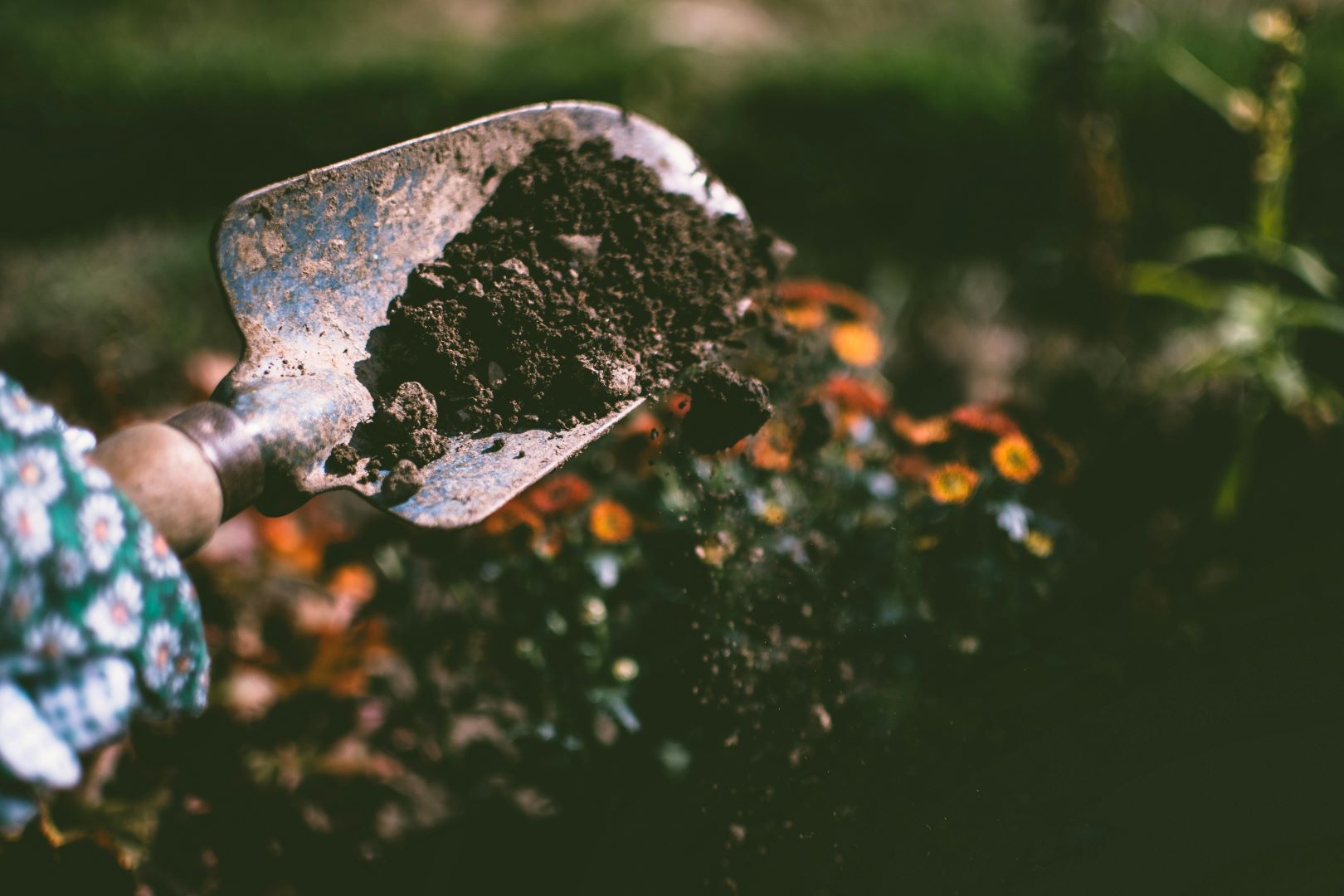 Trowel being held by someone with flowery gloves on and soil on top of the trowel. Orange flowers are in the background.