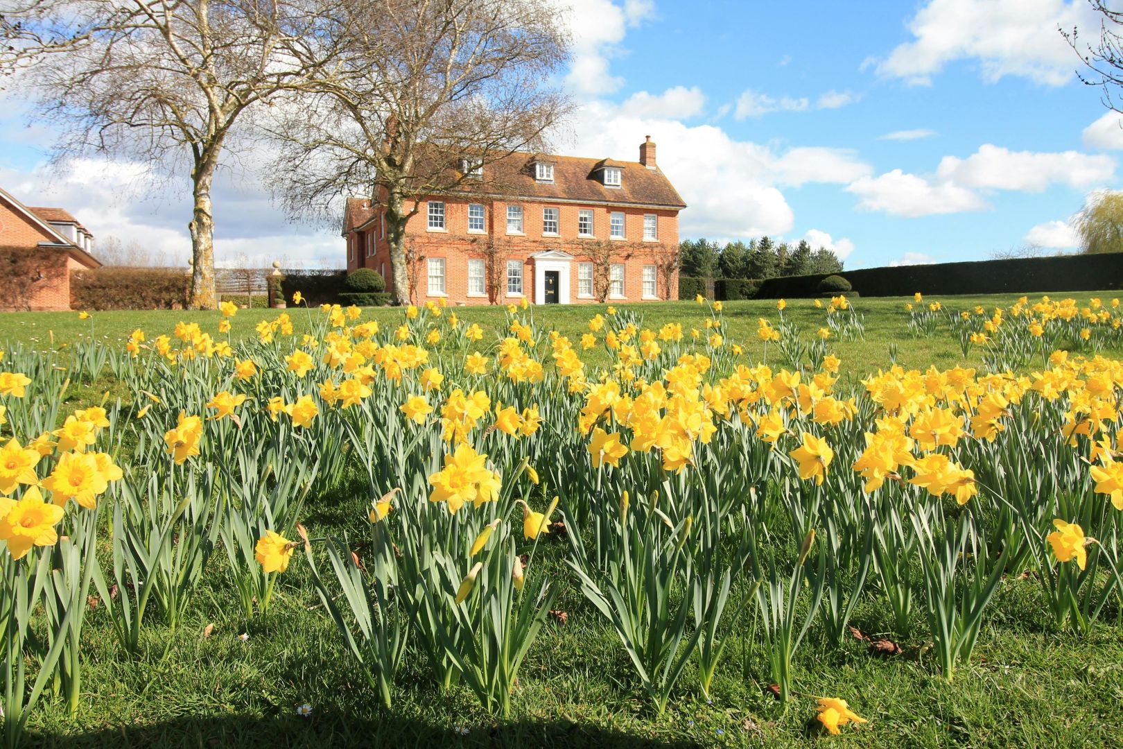 A red brick house with white windows, behind a lawn scattered with daffodils.